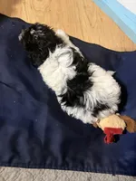 Female 1, a female Havanese for sale in Birmingham, AL – Photo 7 of 7