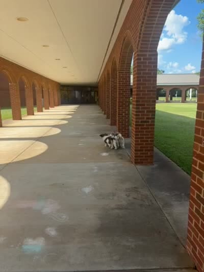 Benjamin, a male Havanese for sale in Huntsville, AL – 3 of 3