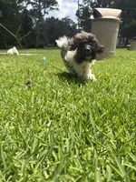 Benjamin, a male Havanese for sale in Atlanta, GA – 7 of 8