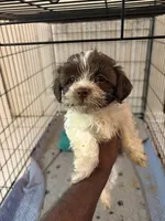 Bronze, a male Havanese for sale in Atlanta, GA – Photo 4 of 6