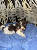 Boy 2, a male Havanese for sale in Atlanta, GA – Photo 2 of 2