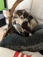 Bronze, a male Havanese for sale in Atlanta, GA – Photo 2 of 6