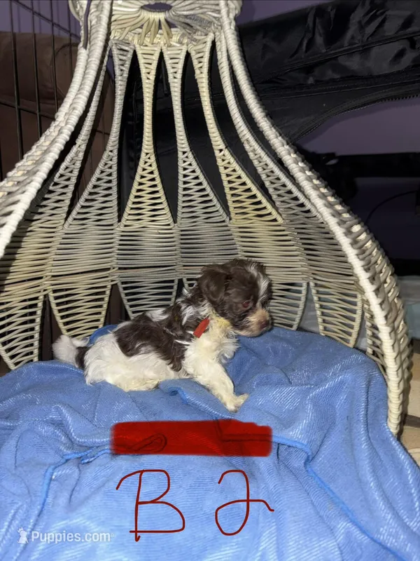 Boy 2 – Havanese puppy for sale in Atlanta, GA