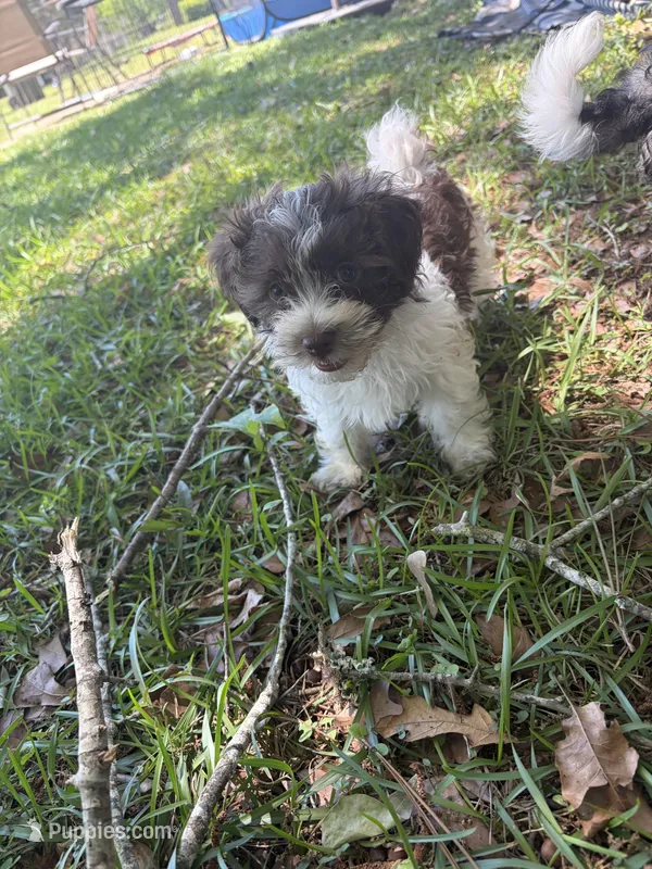 Bronze – Havanese puppy for sale in Atlanta, GA