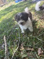Bronze, a male Havanese for sale in Atlanta, GA – Photo 1 of 6