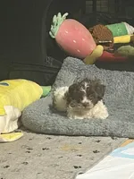 Bronze, a male Havanese for sale in Atlanta, GA – Photo 6 of 6