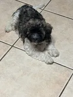 Bronx, a male Havanese for sale in Birmingham, AL – Photo 2 of 7