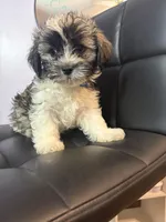 Bronx, a male Havanese for sale in Atlanta, GA – Photo 4 of 5