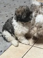 Bronx, a male Havanese for sale in Huntsville, AL – 3 of 7