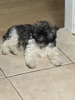Bronx, a male Havanese for sale in Birmingham, AL – Photo 1 of 7