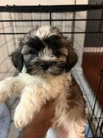 Bronx, a male Havanese for sale in Atlanta, GA – Photo 5 of 5