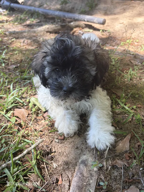 Bronx – Havanese puppy for sale in Atlanta, GA