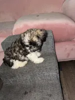 Bronx, a male Havanese for sale in Atlanta, GA – Photo 2 of 5