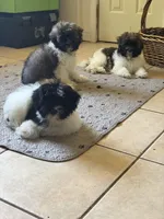 Bronx, a male Havanese for sale in Huntsville, AL – 2 of 7