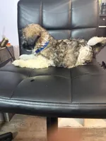 Bronx, a male Havanese for sale in Atlanta, GA – Photo 3 of 5