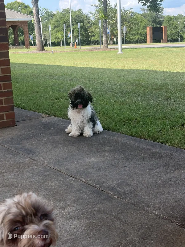 Benjamin – Havanese puppy for sale in Huntsville, AL