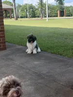 Benjamin, a male Havanese for sale in Huntsville, AL – 2 of 3