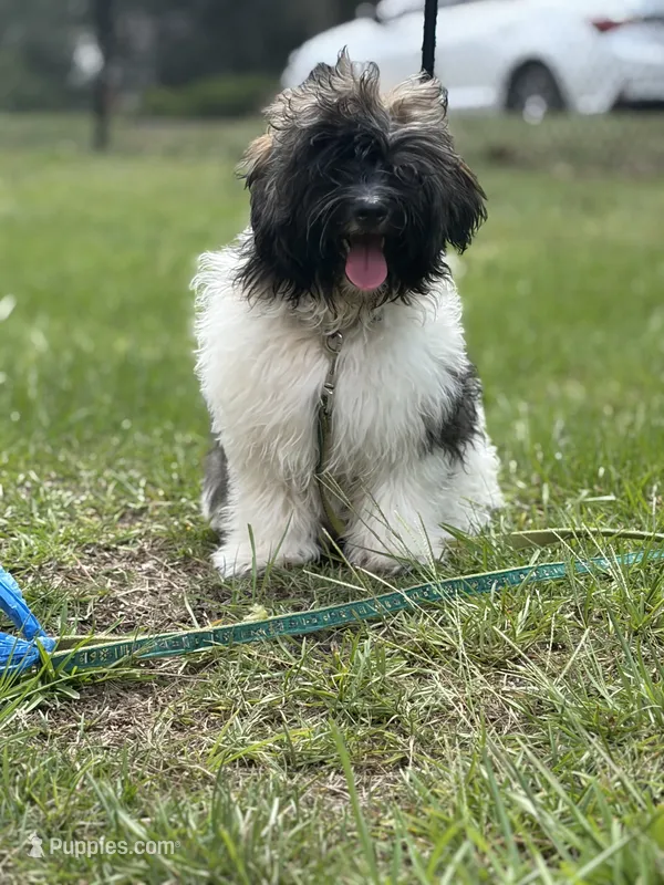 Benjamin – Havanese puppy for sale in Huntsville, AL