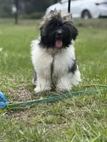Benjamin, a male Havanese for sale in Atlanta, GA – 1 of 8
