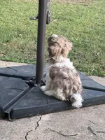 Brik, a male Havanese for sale in Huntsville, AL – 2 of 5