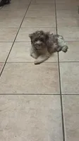 Brik, a male Havanese for sale in Huntsville, AL – 4 of 5