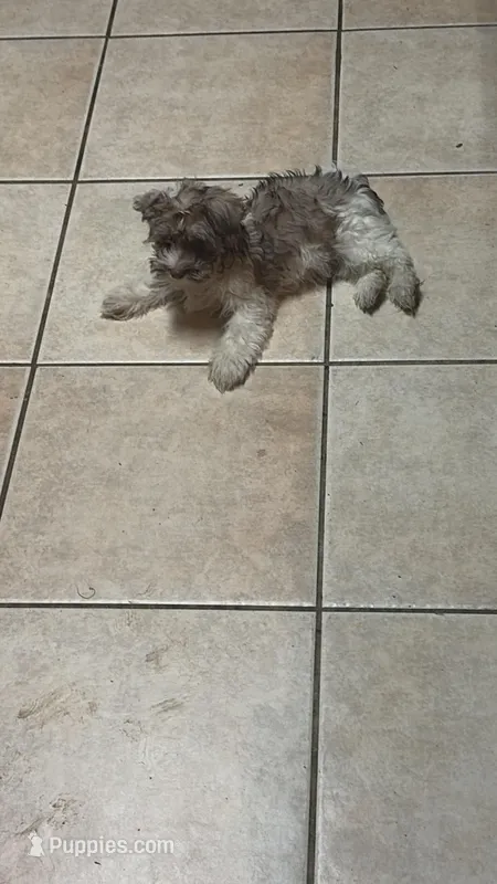 Brik – Havanese puppy for sale in Atlanta, GA