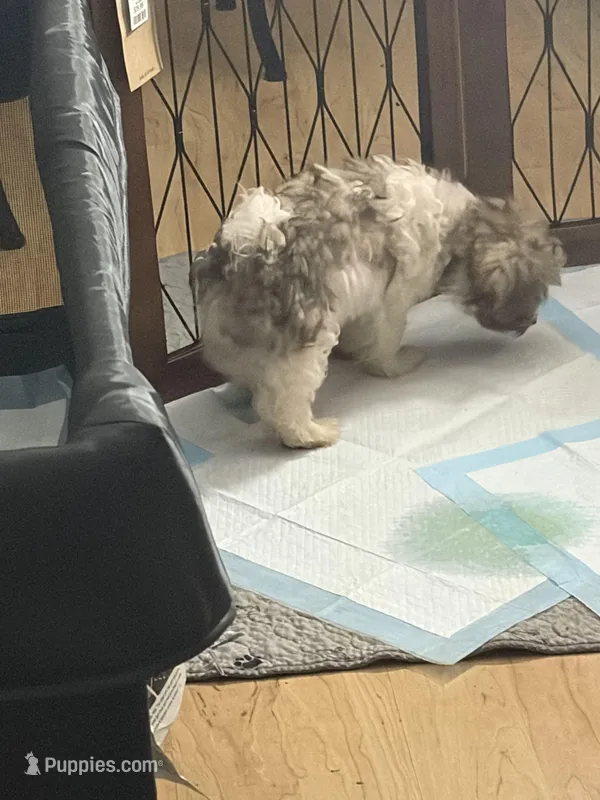 Brik – Havanese puppy for sale in Atlanta, GA