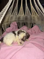 Puppy 2, a female Havanese for sale in Atlanta, GA – Photo 2 of 2