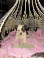 Puppy 2, a female Havanese for sale in Atlanta, GA – Photo 1 of 2