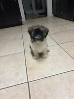 Banks, a male Havanese for sale in Birmingham, AL – Photo 3 of 9