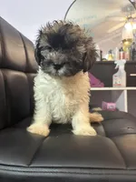 Banks, a male Havanese for sale in Atlanta, GA – Photo 2 of 6