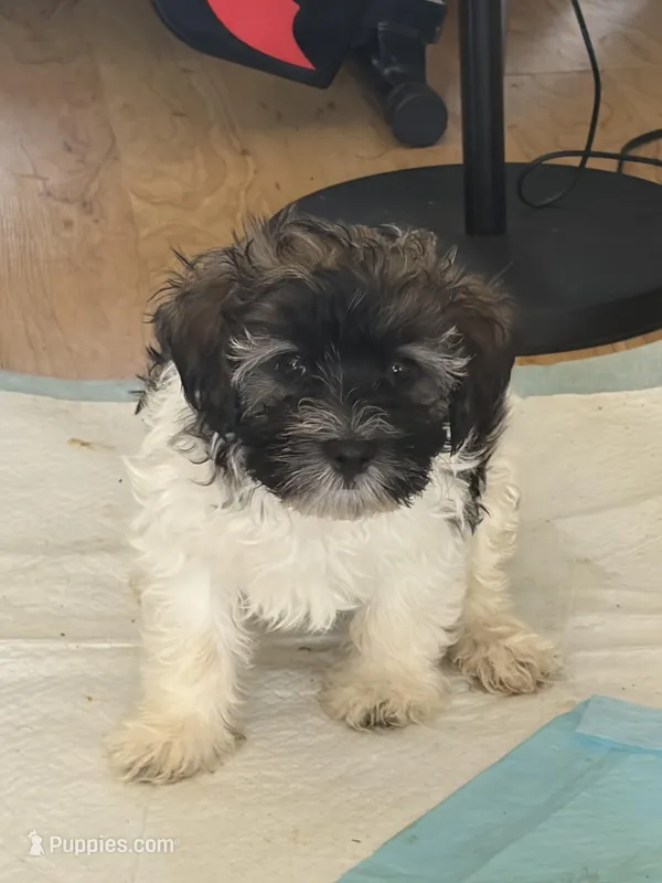 Banks – Havanese puppy for sale in Atlanta, GA