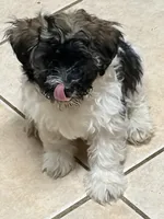 Banks, a male Havanese for sale in Birmingham, AL – Photo 1 of 9