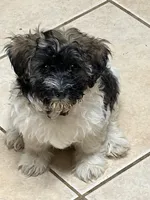 Banks, a male Havanese for sale in Birmingham, AL – Photo 2 of 9