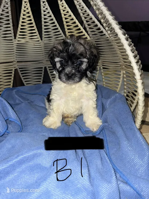 Boy1 – Havanese puppy for sale in Atlanta, GA