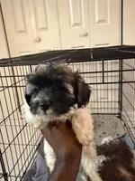 Banks, a male Havanese for sale in Atlanta, GA – Photo 3 of 6