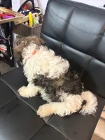 Banks, a male Havanese for sale in Atlanta, GA – Photo 4 of 6