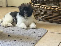 Banks, a male Havanese for sale in Huntsville, AL – 10 of 10