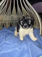 Boy1, a male Havanese for sale in Atlanta, GA – Photo 2 of 2