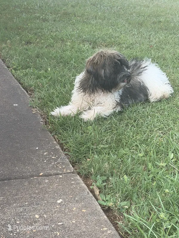 Benjamin – Havanese puppy for sale in Huntsville, AL