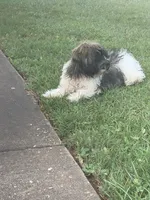 Benjamin, a male Havanese for sale in Huntsville, AL – 1 of 3