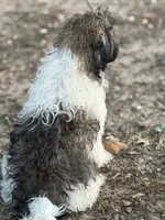 Benjamin, a male Havanese for sale in Atlanta, GA – 4 of 8