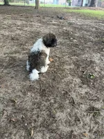 Benjamin, a male Havanese for sale in Atlanta, GA – 6 of 8