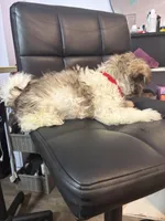 Brik, a male Havanese for sale in Duluth, GA – Photo 4 of 8