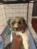 Brik, a male Havanese for sale in Duluth, GA – Photo 8 of 8