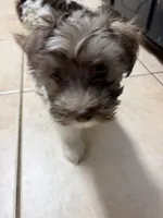 Brik, a male Havanese for sale in Duluth, GA – Photo 5 of 8