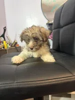 Brik, a male Havanese for sale in Duluth, GA – Photo 2 of 8