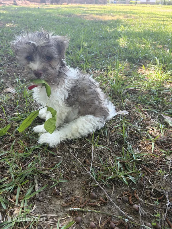 Brik – Havanese puppy for sale in Duluth, GA