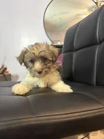 Brik, a male Havanese for sale in Duluth, GA – Photo 3 of 8