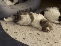 Brik, a male Havanese for sale in Duluth, GA – Photo 6 of 8